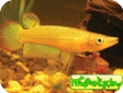 Aplocheilus lineatus var. "Gold"