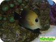 Zebrasoma scopas 