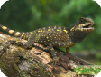 Acanthosaura crucigera