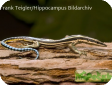 Holaspis guentheri