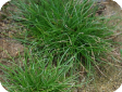 Scirpus