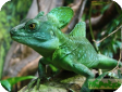 Basiliscus plumifrons