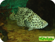 Cromileptes altivelis 