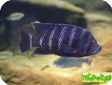 Tilapia buttikoferi