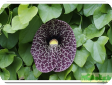 Aristolochia