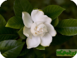 Gardenia jasminoides