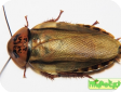 Eublaberus posticus (Оранжевоголовый таракан)