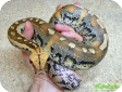 Python breitensteini