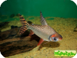 Semaprochilodus taeniurus