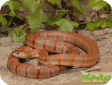 Lampropeltis mexicana thayeri