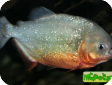 Pygocentrus nattereri (Serrasalmus nattereri)