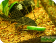 Hypostomus plecostomus