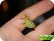 Phyllium sp. Philippines 