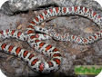Lampropeltis mexicana mexicana