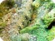 Corythoichthys intestinalis 