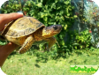 Rhinoclemmys areolata (Центральноамериканская геоемида, Морщинистая лесная, Ареольская) 