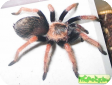 Brachypelma baumgarteni