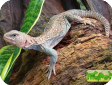 Uromastyx ornatus (Шипохвост украшенный)