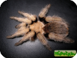 Aphonopelma chalcodes 