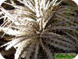 Dyckia