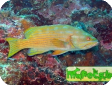 Cephalopholis polleni 