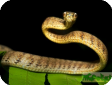 Pareas carinatus