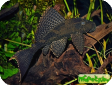 Glyptoperichthys gibbiceps