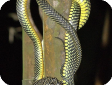 Chrysopelea paradisi