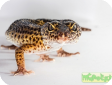 Eublepharis macularius