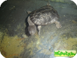 Chelodina mccordi