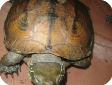 Chinemys megalocephala