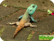 Agama atricollis (Агама древесная)