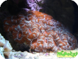 Acanthastrea sp.  