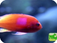 Pseudanthias pleurotaenia 