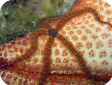 Ophiocoma sp.