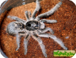 Ceratogyrus bechuanicus 
