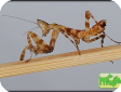 Creobroter elongata 