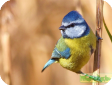 Cyanistes caeruleus
