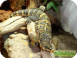 Varanus salvator