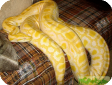 Python molurus