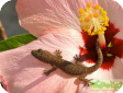Hemidactylus