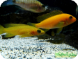 Neolamprologus leleupi