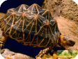 Geochelone elegans