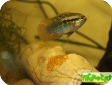 Laetacara dorsigera