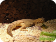 Uromastyx aegyptia