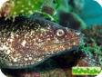 Gymnothorax pseudothyrsoideus 