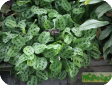 Maranta