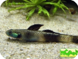 Stiphodon sp.