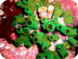 Tubastraea sp. 