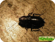Blatta orientalis (Чёрный таракан)